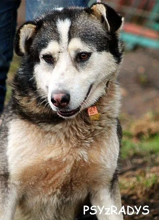 MIESZKO młody, łagodny, piękny mix husky szuka dom