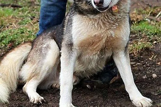 MIESZKO młody, łagodny, piękny mix husky szuka dom