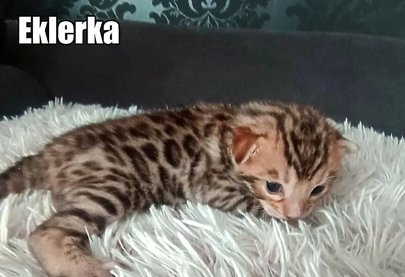 Kocięta bengalskie z rodowodem, Łódzkie, Rogów