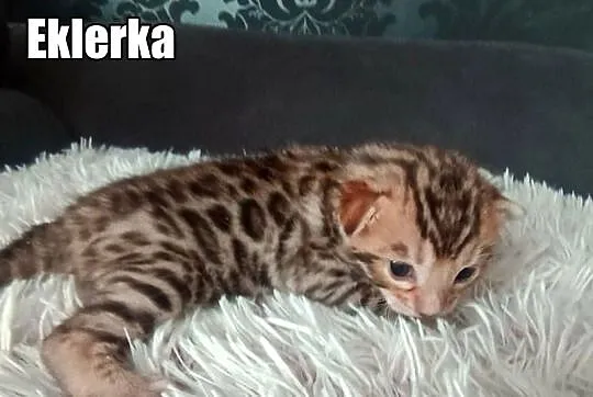 Kocięta bengalskie z rodowodem, Łódzkie, Rogów