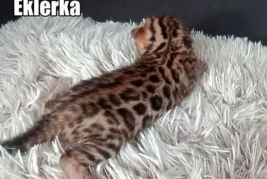 Kocięta bengalskie z rodowodem, Łódzkie, Rogów