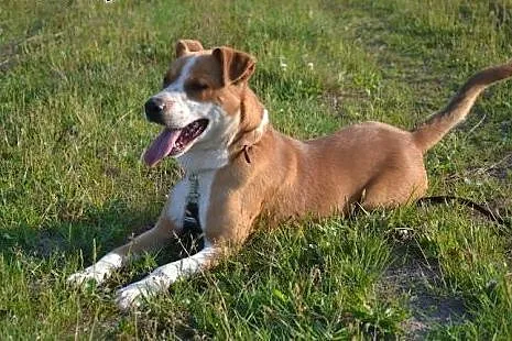 Bongo znów szuka domu - tym razem prawdziwego  na 