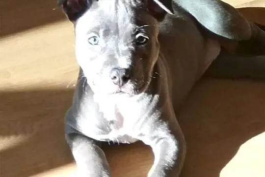 Suczka amstaff, Śląskie, Czeladź
