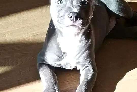 Suczka amstaff, Śląskie, Czeladź