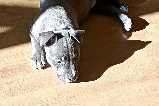 Suczka amstaff, Śląskie, Czeladź