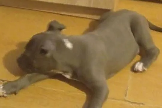 Suczka amstaff, Śląskie, Czeladź