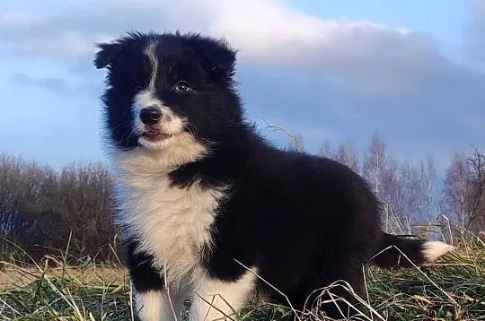 NUKA - Rasowa Suczka BORDER COLLIE z Hodowli - Szczenię z pełną dok.
