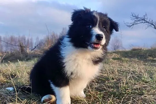 NUKA - Rasowa Suczka BORDER COLLIE z Hodowli - Szczenię z pełną dok., Podkarpackie, Iwonicz