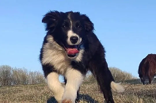 NUKA - Rasowa Suczka BORDER COLLIE z Hodowli - Szczenię z pełną dok., Podkarpackie, Iwonicz