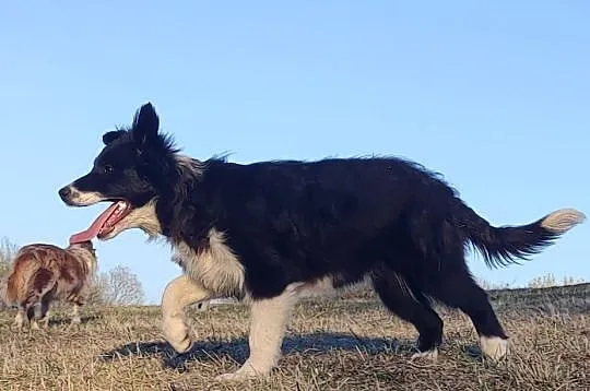 NUKA - Rasowa Suczka BORDER COLLIE z Hodowli - Szczenię z pełną dok., Podkarpackie, Iwonicz