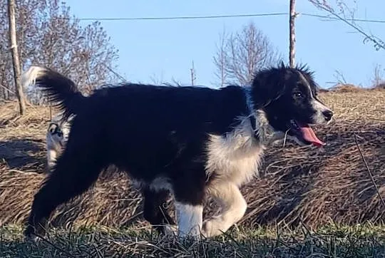 NUKA - Rasowa Suczka BORDER COLLIE z Hodowli - Szczenię z pełną dok., Podkarpackie, Iwonicz