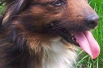 Suzi mała sunia szuka pilnie domku!!!,  dolnośląsk