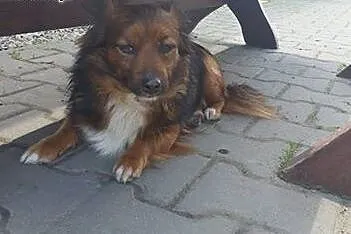 Suzi mała sunia szuka pilnie domku!!!,  dolnośląsk