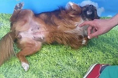 Suzi mała sunia szuka pilnie domku!!!,  dolnośląsk