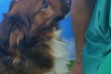 Suzi mała sunia szuka pilnie domku!!!,  dolnośląsk
