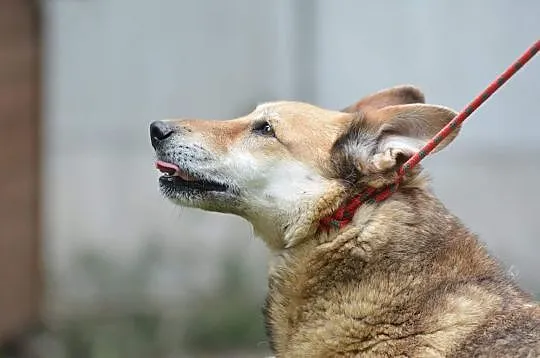 MERLIN uroczy psiak czeka na wymarzony domek, Mazowieckie, Otwock