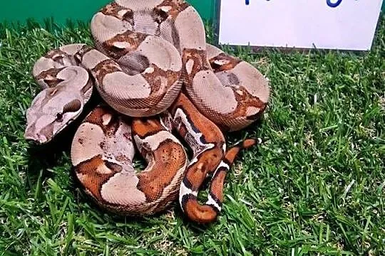 Boa cesarski jungle, Mazowieckie, Warszawa