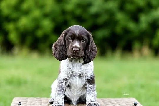 Polski Spaniel Myśliwski -  Psy Artemidy FCI -  szczeniak pies