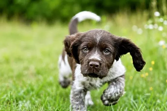 Polski Spaniel Myśliwski -  Psy Artemidy FCI -  szczeniak pies, Lubelskie, Lublin