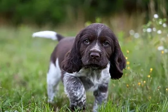 Polski Spaniel Myśliwski -  Psy Artemidy FCI -  szczeniak pies, Lubelskie, Lublin
