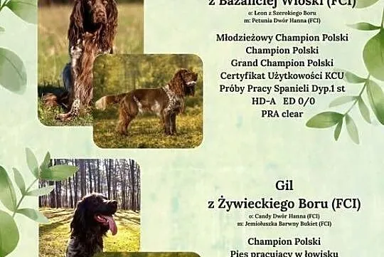 Polski Spaniel Myśliwski -  Psy Artemidy FCI -  szczeniak pies, Lubelskie, Lublin