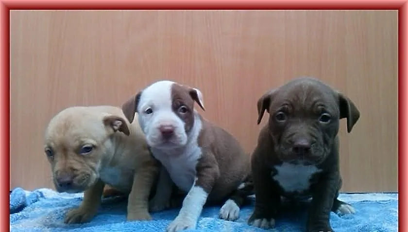 Pit Bull Szczeniaki ADBA