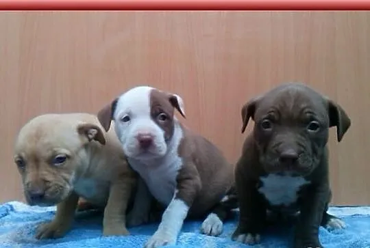 Pit Bull Szczeniaki ADBA