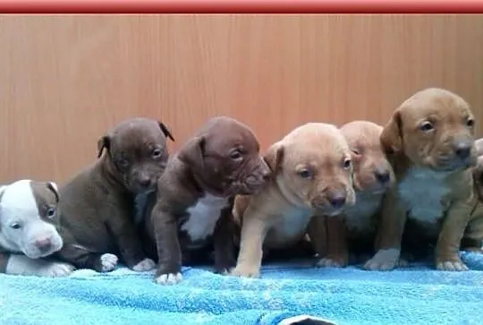 Pit Bull Szczeniaki ADBA