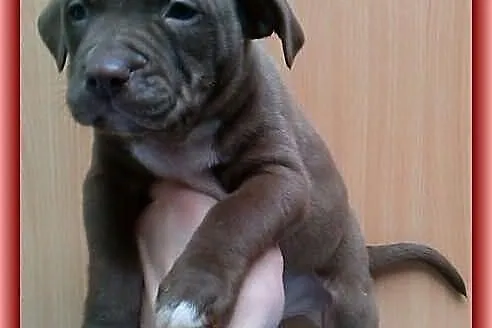 Pit Bull Szczeniaki ADBA