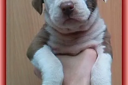 Pit Bull Szczeniaki ADBA