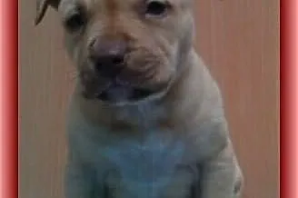 Pit Bull Szczeniaki ADBA