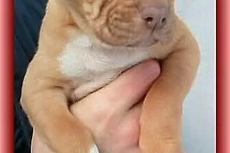 Pit Bull Szczeniaki ADBA