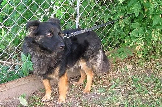 MKS-młody kudłacz,bardzo grzeczny,adopja!!,  święt