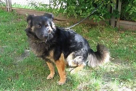 MKS-młody kudłacz,bardzo grzeczny,adopja!!,  święt