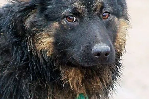 MKS-młody kudłacz,bardzo grzeczny,adopja!!,  święt