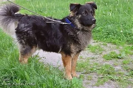 MKS-młody kudłacz,bardzo grzeczny,adopja!!,  święt