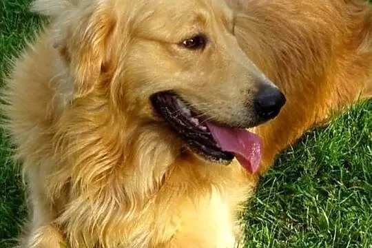 Piękny golden retriever, Mazowieckie, Przysucha
