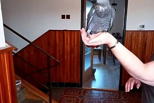 Zako ręcznie karmione, Opolskie, Kędzierzyn-Koźle