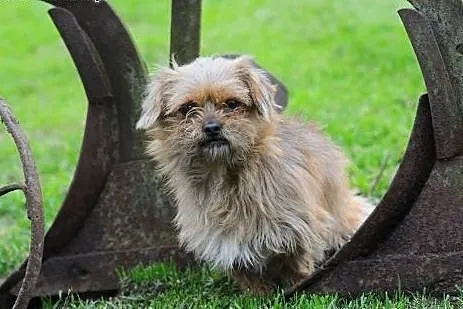 Gizmo -  kudłata kuleczka wielkiej miłości,  mazowieckie Warszawa