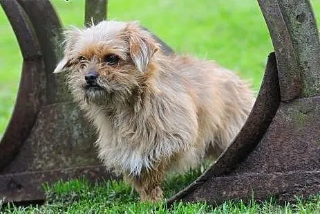 Gizmo -  kudłata kuleczka wielkiej miłości,  mazow
