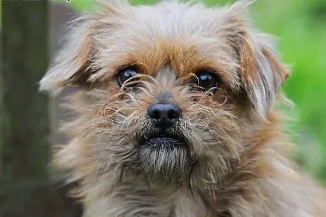 Gizmo -  kudłata kuleczka wielkiej miłości,  mazow