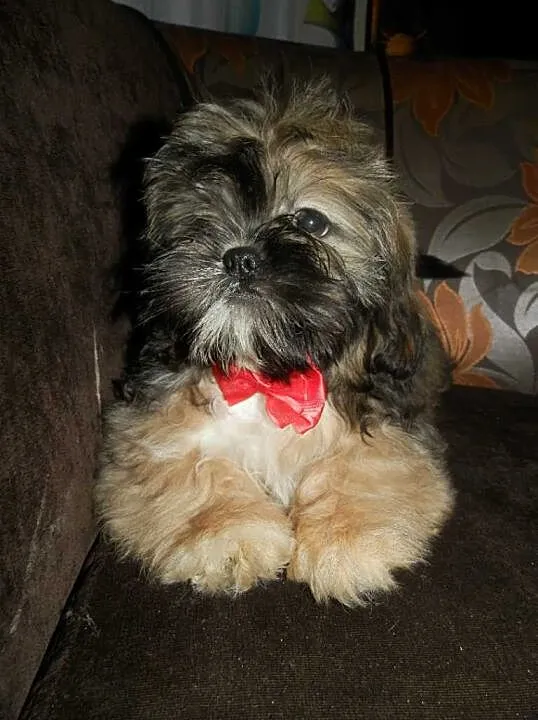 Shih-Tzu Piesek