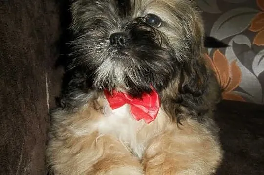 Shih-Tzu Piesek