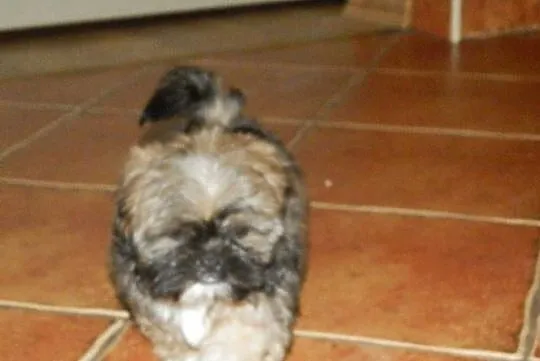 Shih-Tzu Piesek