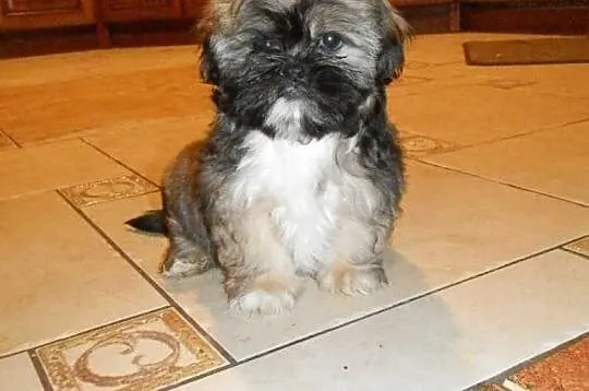 Shih-Tzu Piesek