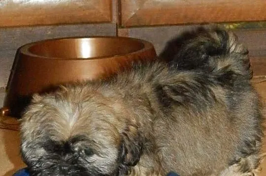 Shih-Tzu Piesek