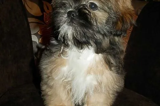 Shih-Tzu Piesek