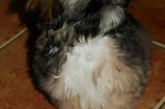 Shih-Tzu Piesek