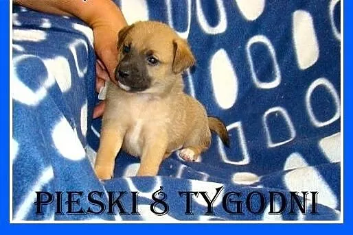 8 tyg.szczeniaki,pieski małe,średnie,szczepione,ks