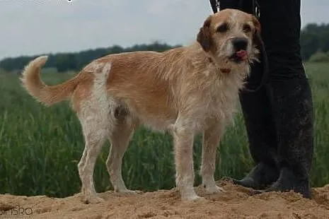 Ruffi – uległy, opanowany psiak szuka do